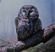 Night Owl.moonzigg.dark